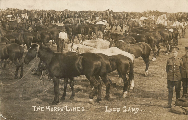 The Horse Lines at Lydd Camp